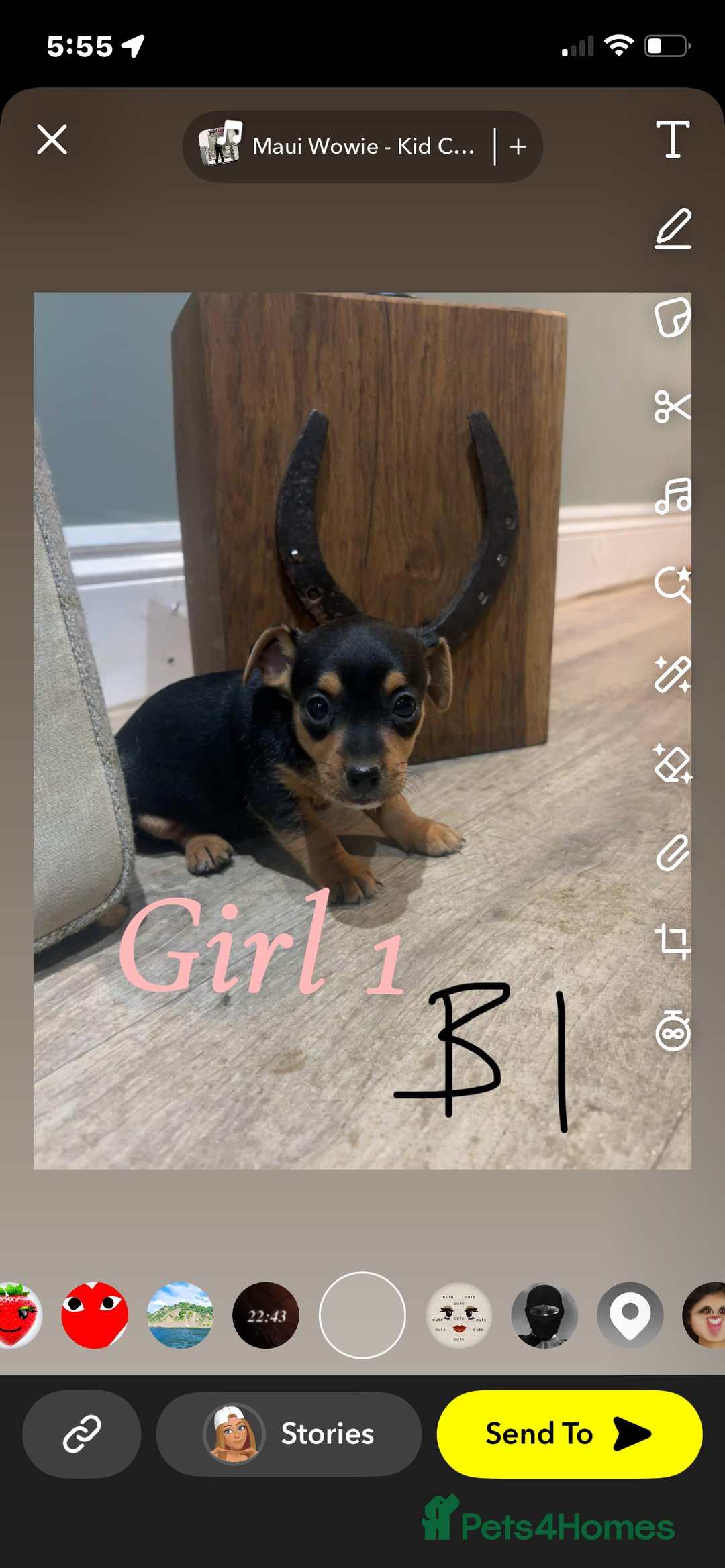 Jack Russell dogs for sale: Beautiful jack russel 👀🏡💙🩷 - Image 2