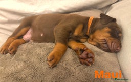 Dobermann dogs for sale: Doberman puppies  - Image 12