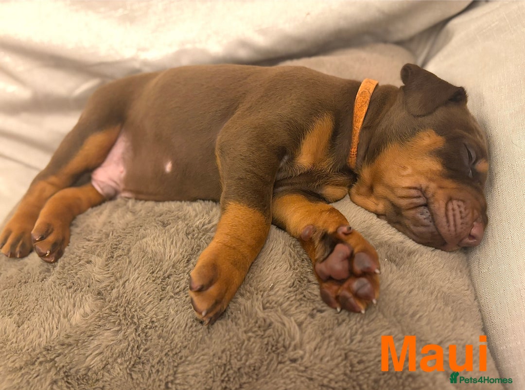 Dobermann dogs for sale: Doberman puppies  - Image 12