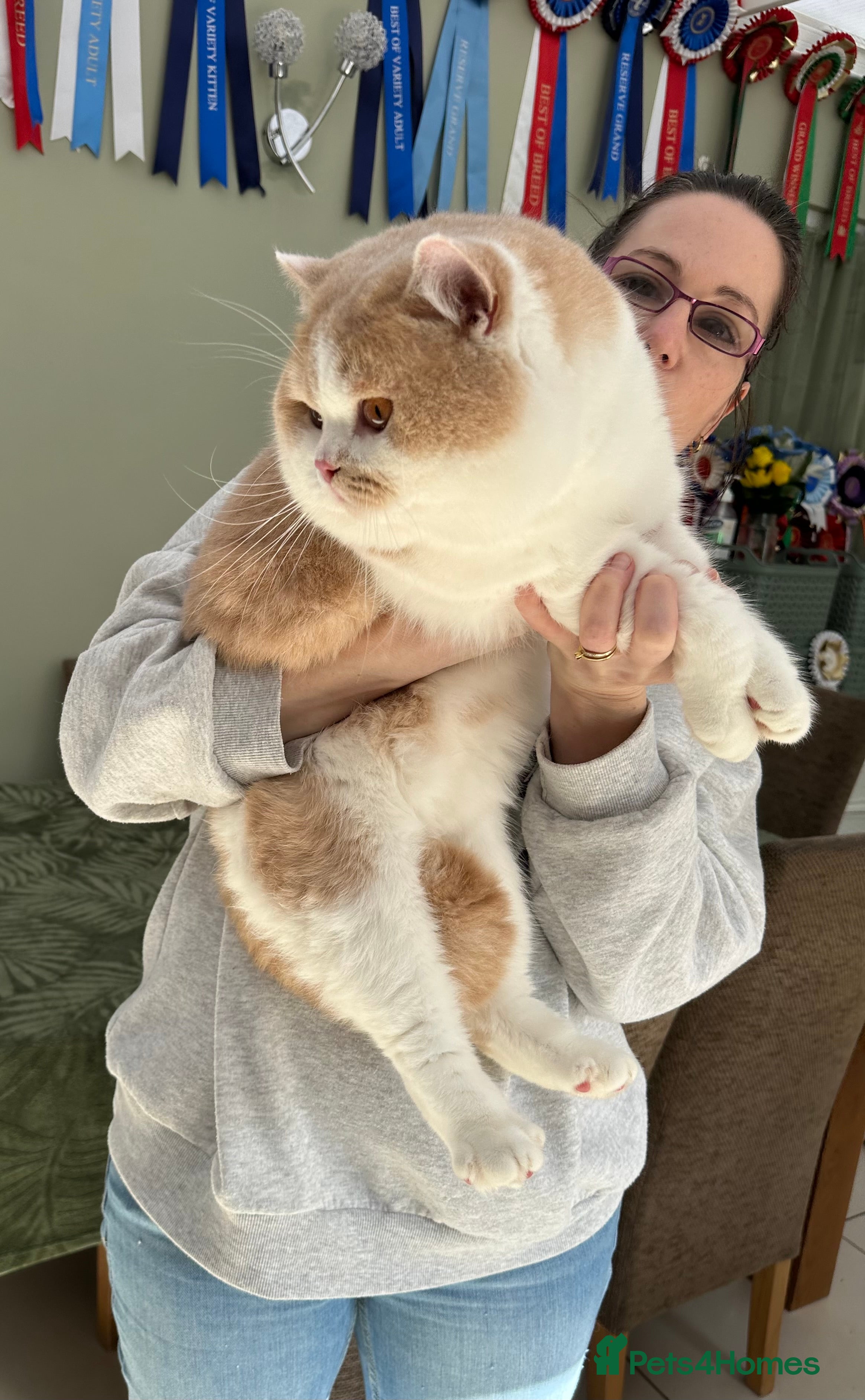 British Shorthair cats Gorgeous Quality British Kittens - Advert 16