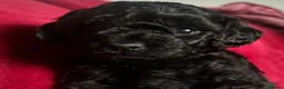 Toy Poodle dogs for sale: RKC registered Toy Poodle Pups - Advert 7