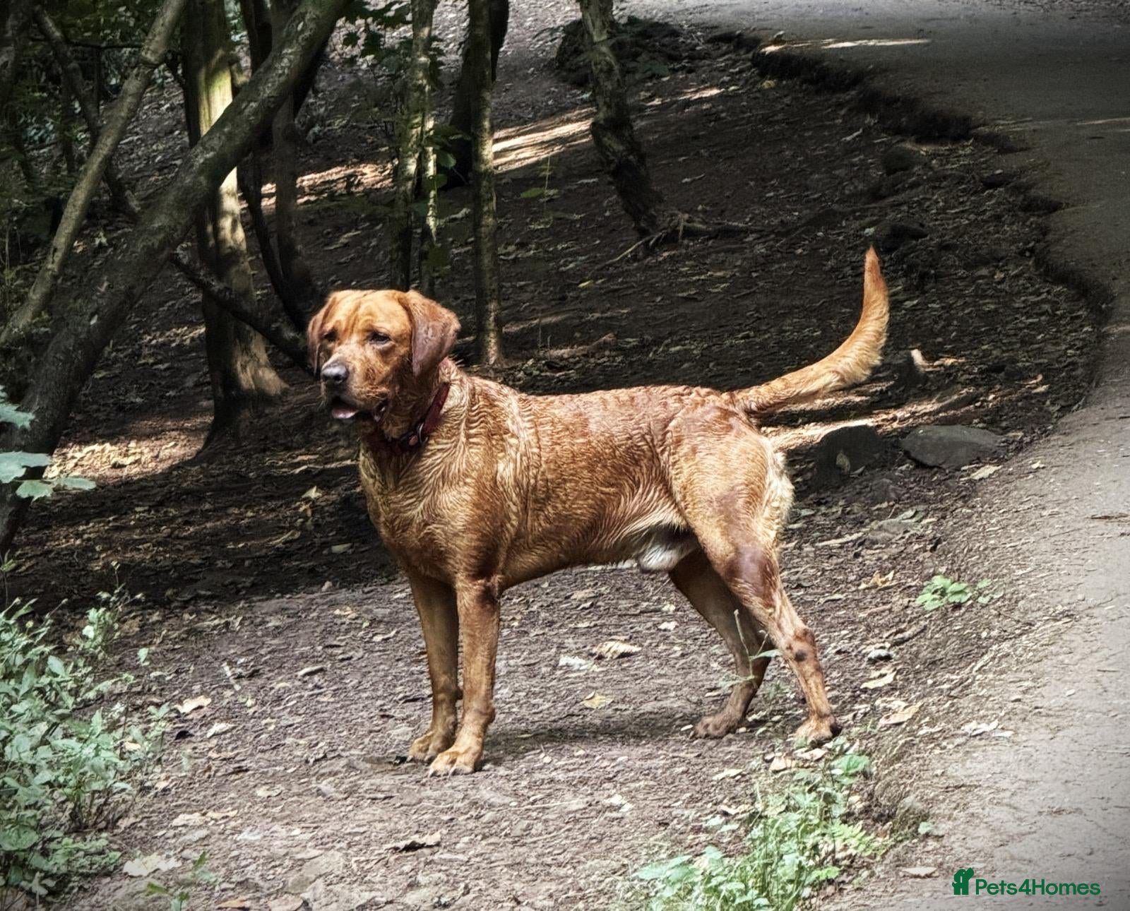Labrador Retriever dogs Archie - Advert 10