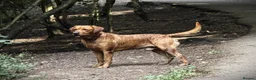 Labrador Retriever dogs for stud: Archie - Advert 1