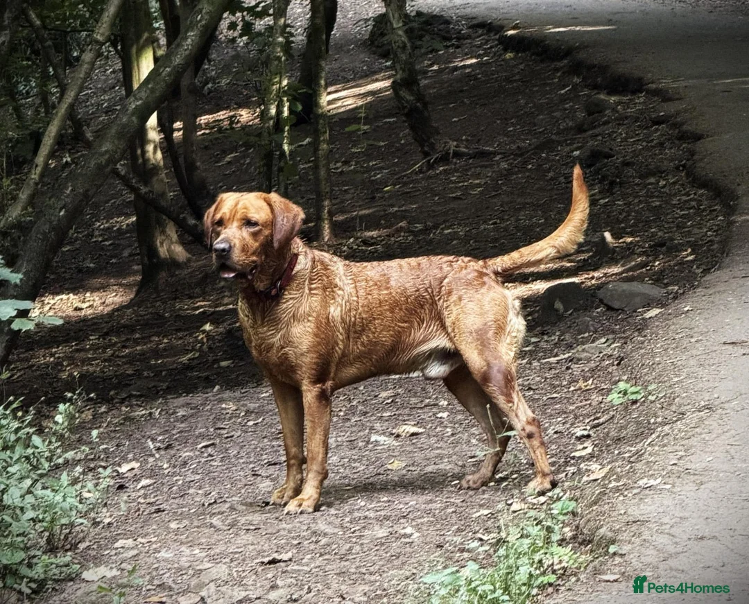Labrador Retriever dogs for stud: Archie - Advert 1