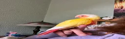 Conures birds for sale: Conure - Advert 3