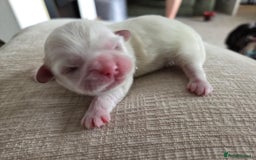 Shih Tzu dogs for sale: Shih tzu puppies  - Image 2