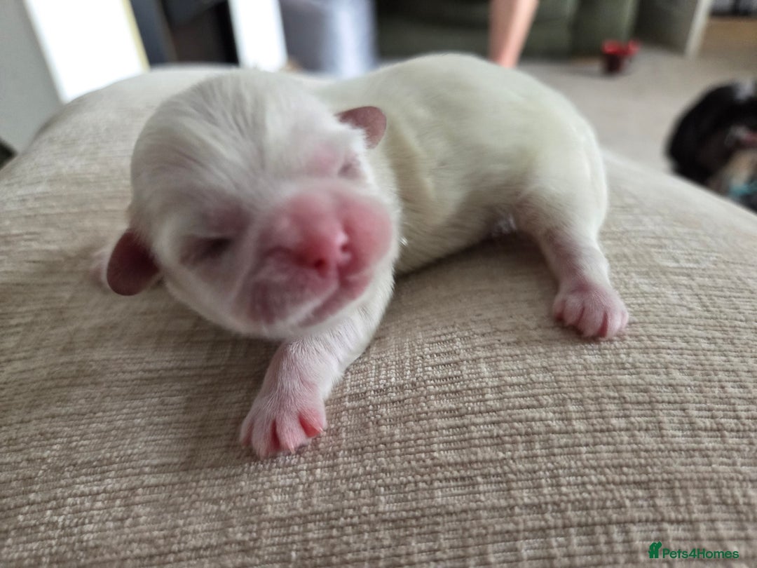 Shih Tzu dogs for sale: Shih tzu puppies  - Image 2