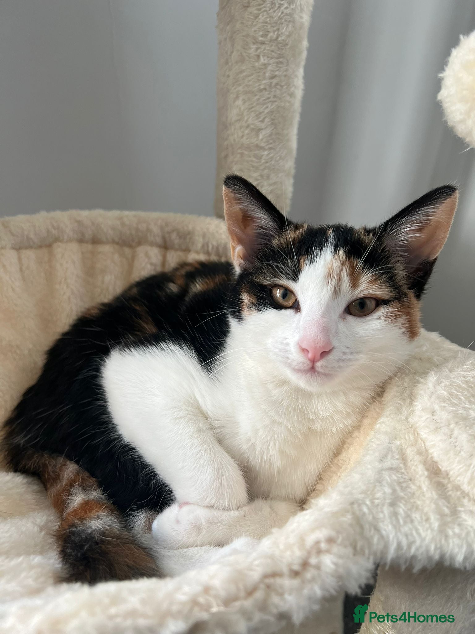 Mixed Breed cats Affectionate Calico Kitten - Advert 7
