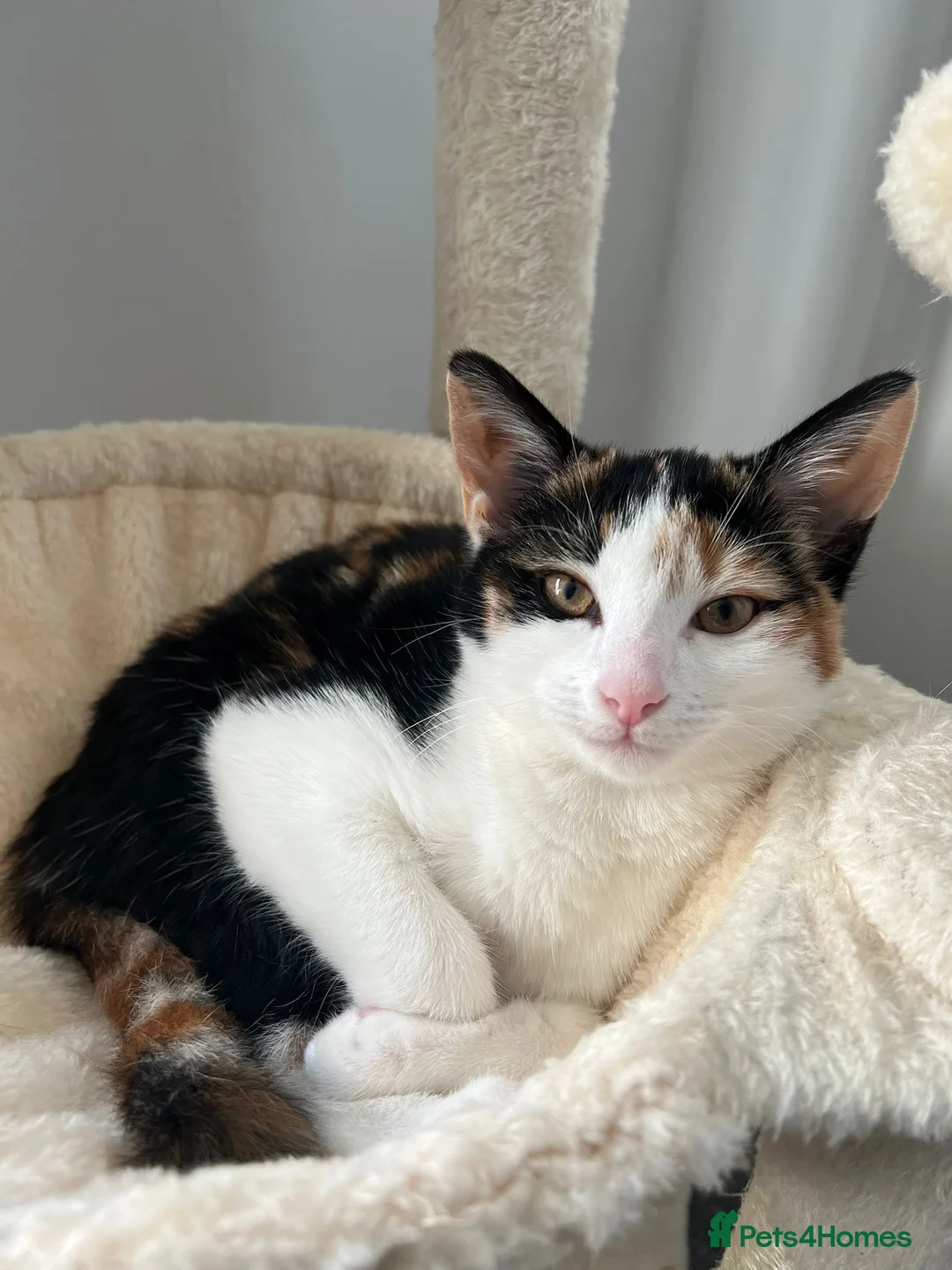 Mixed Breed cats for sale: Affectionate Calico Kitten - Advert 1