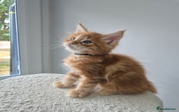 Maine Coon cats for sale: TICA - Maine Coon – 5 Boys Looking for Loving Home - Image 9