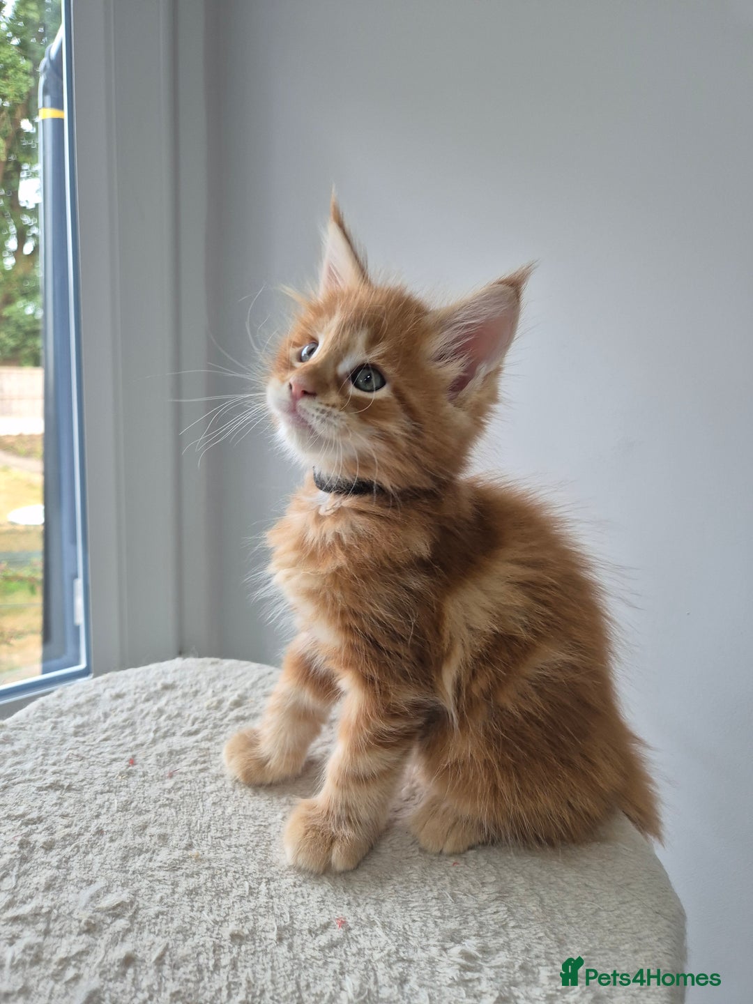 Maine Coon cats for sale: TICA - Maine Coon – 5 Boys Looking for Loving Home - Image 9