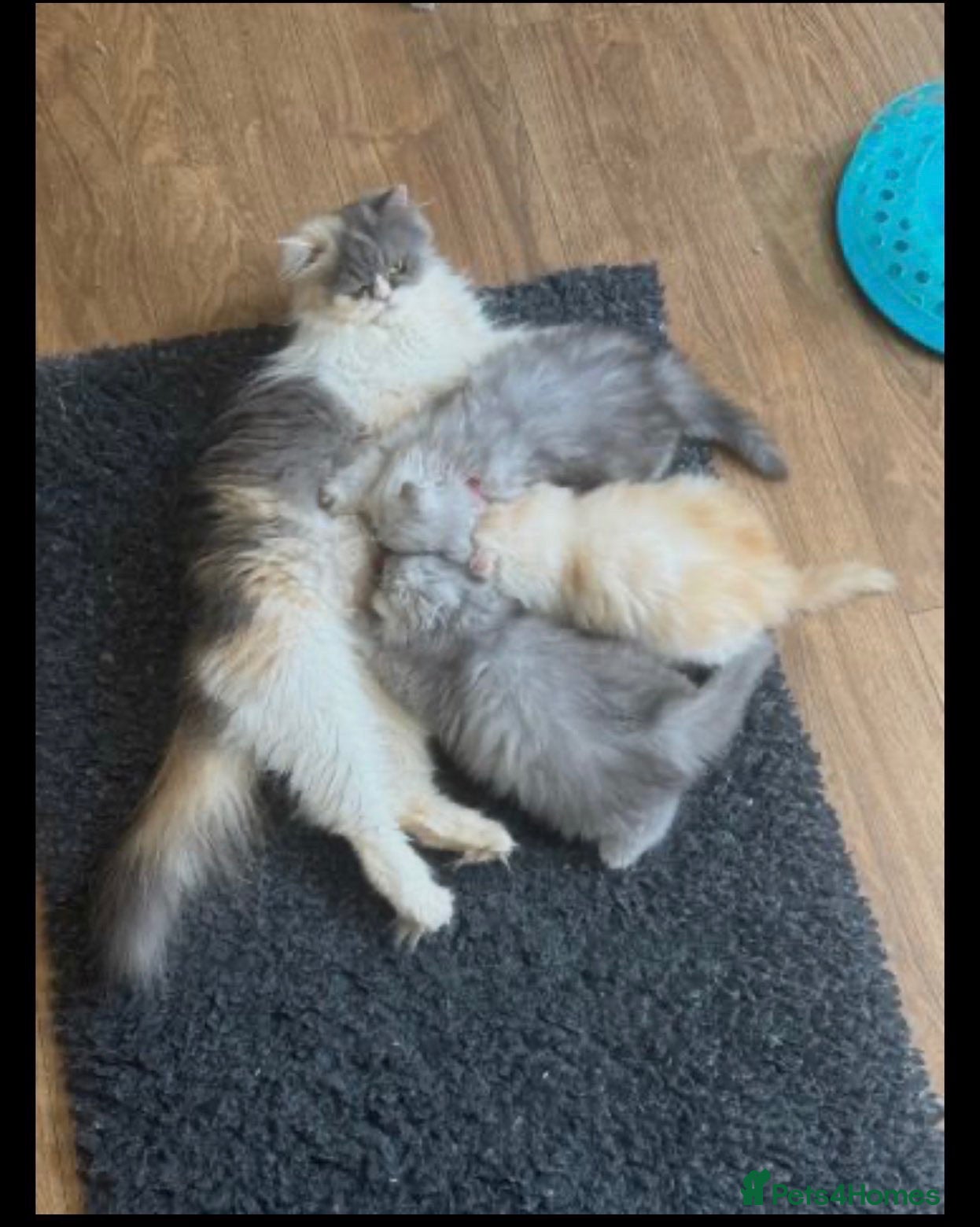 Persian cats Stunning Persian Kittens - Advert 1
