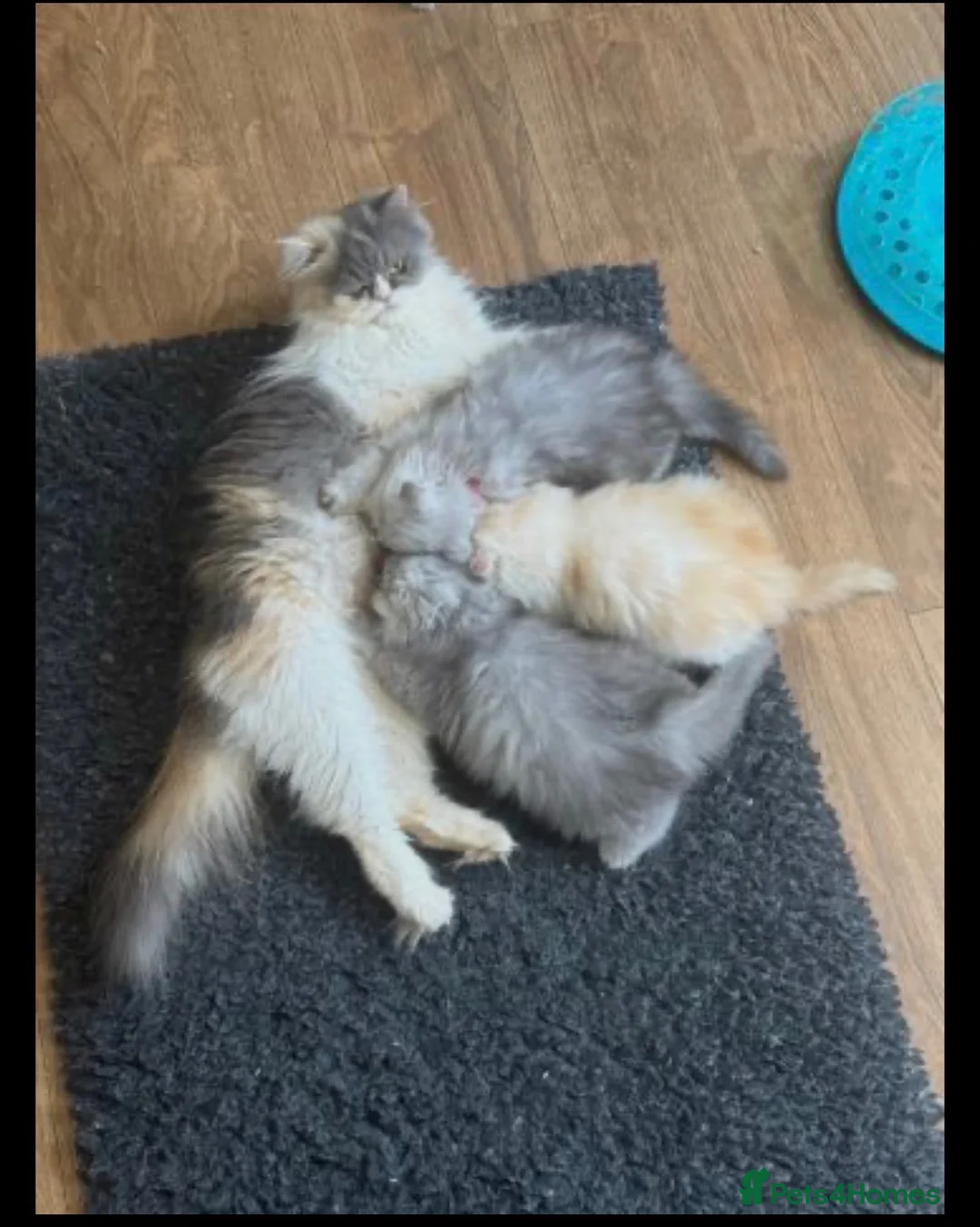 Persian cats for sale: Stunning Persian Kittens in Pinner - Advert 1