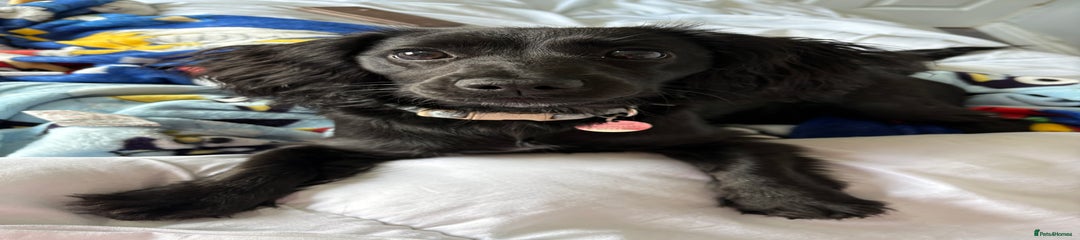 Mixed Breed female dog