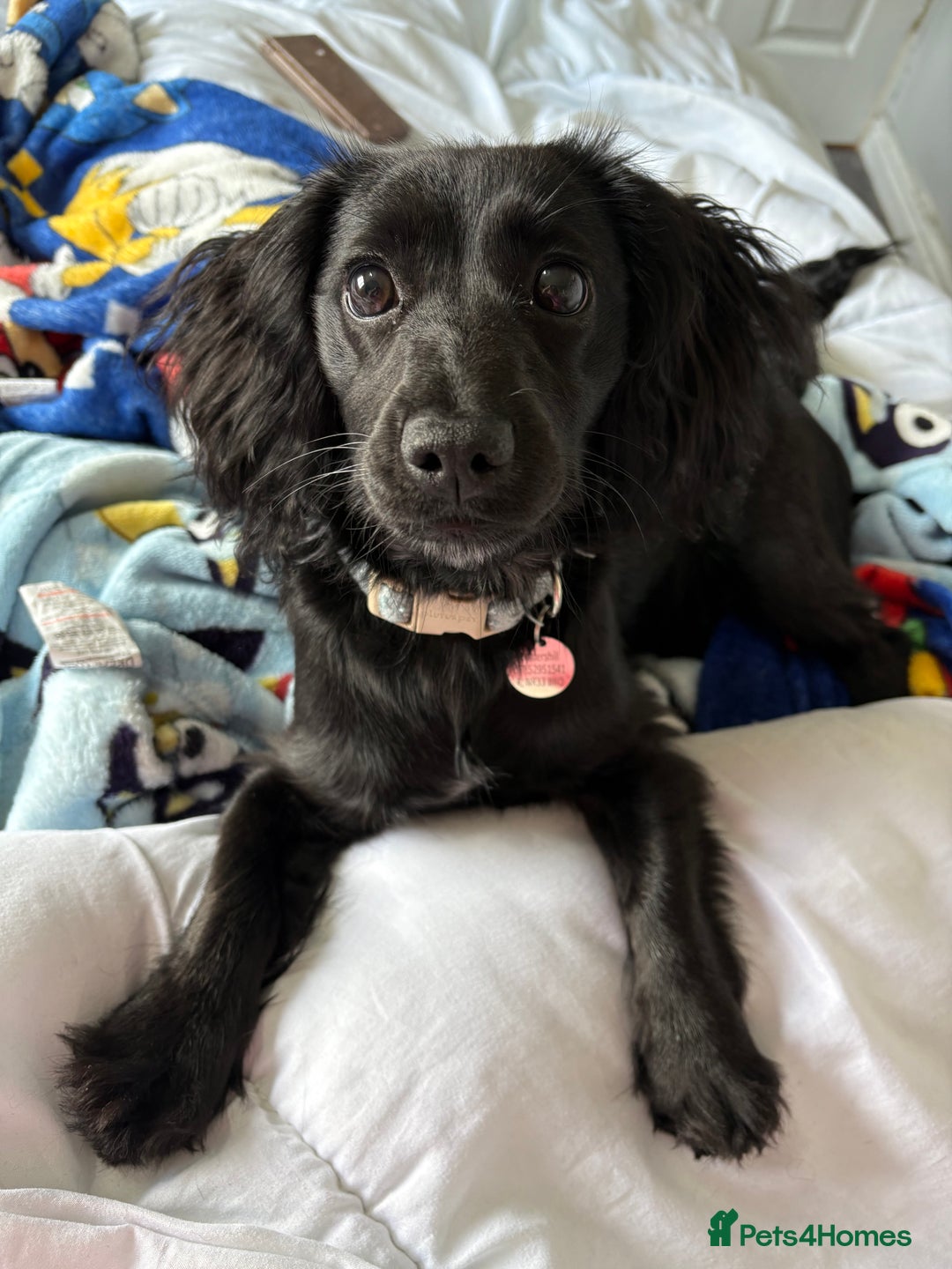Mixed Breed dogs for sale: 1 year old female working cocker X terrier - Image 1