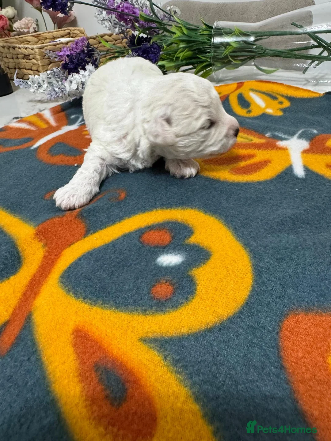Bichon Frise dogs for sale: KC Bichon Frise Puppies  Champion Bloodlines in Manchester - Advert 2
