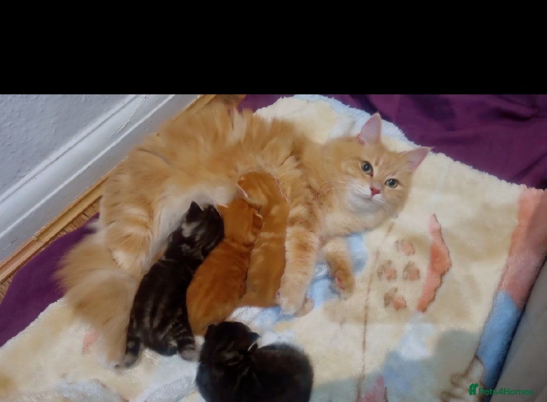 British Longhair cats for sale: Kittens cats - Image 4
