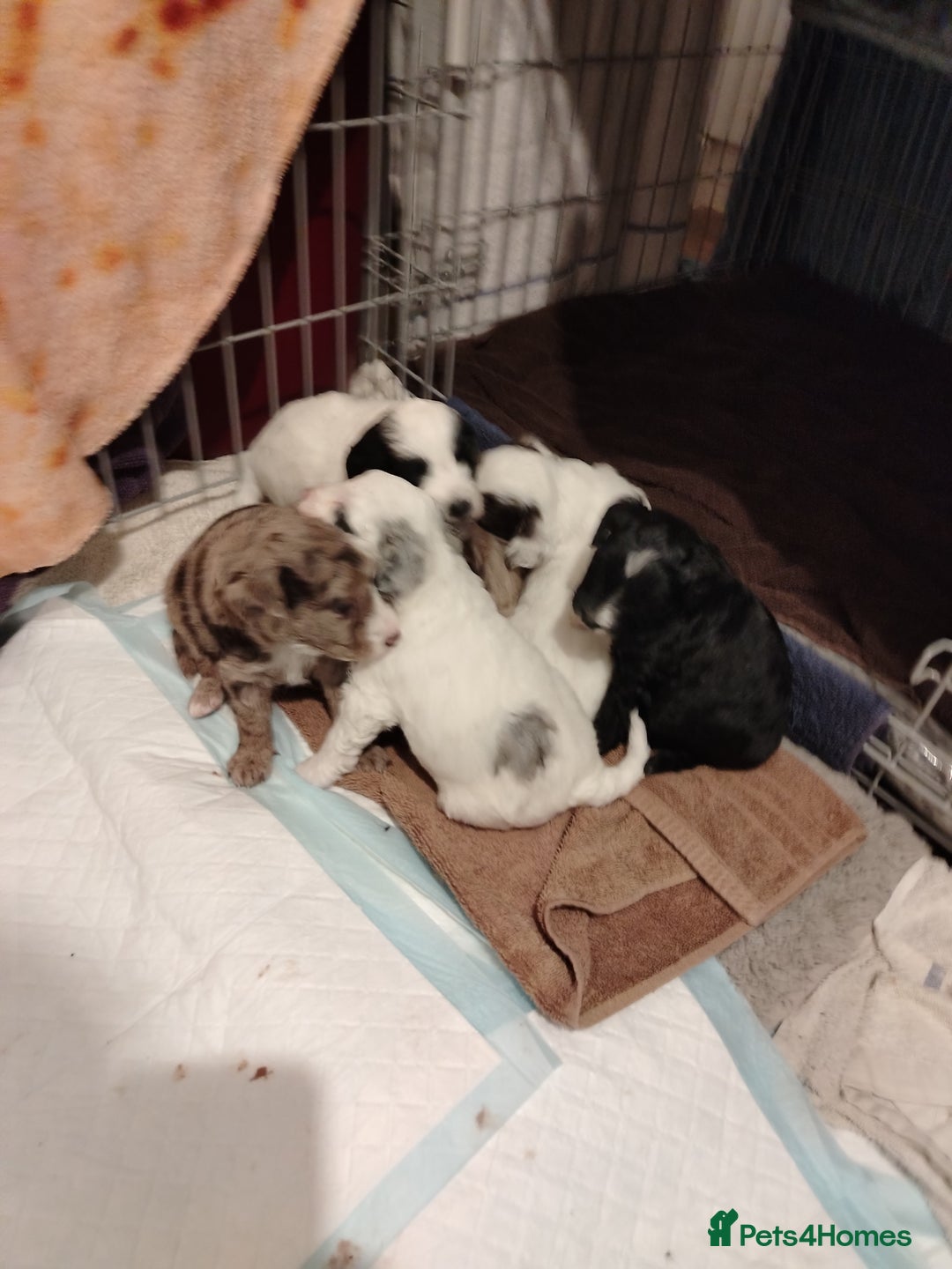 Cockapoo dogs for sale: Cockapoo puppies  - Advert 1