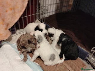 Cockapoo dogs Cockapoo puppies - Advert 1