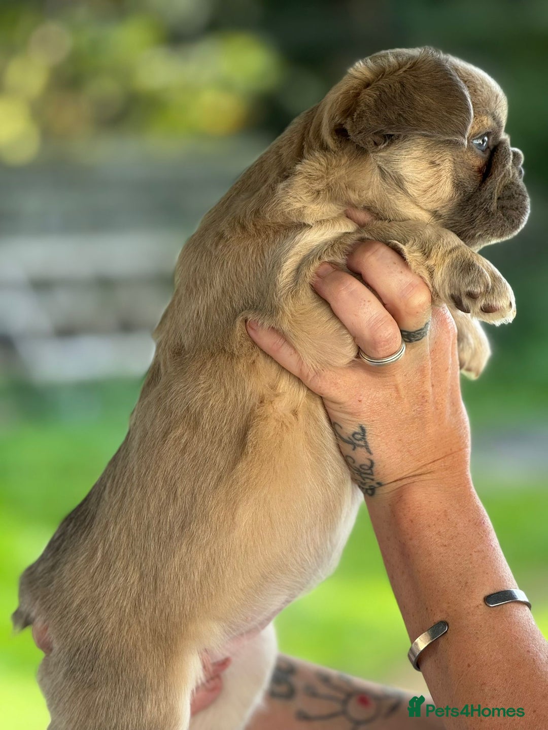 French Bulldog dogs for sale: Fluffy frenchie pups  - Image 20