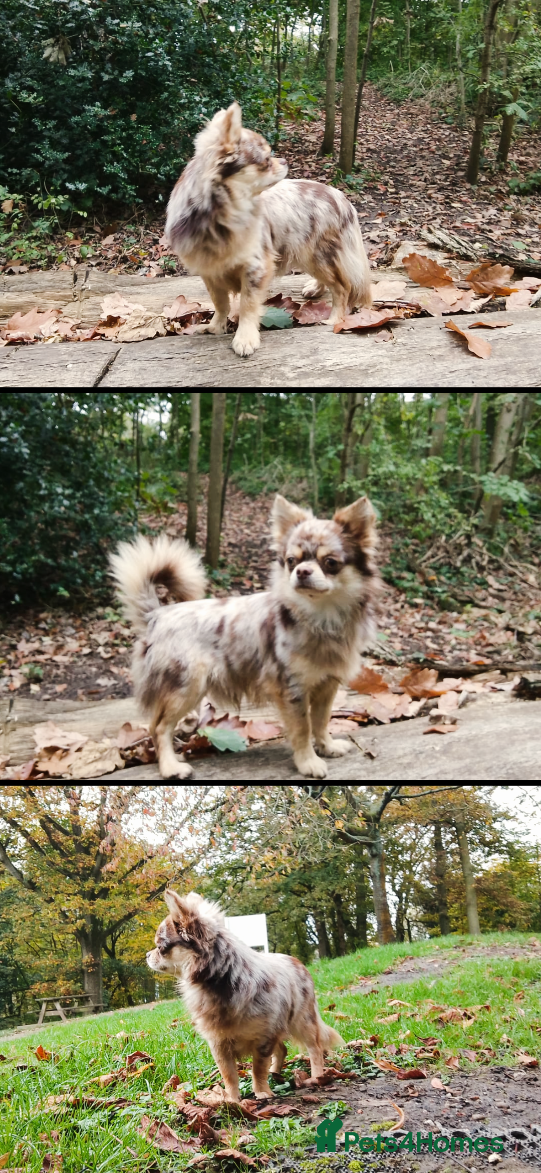 Chihuahua dogs for sale: Merle chihuahua  - Image 3