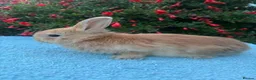 Mixed Breed rabbits for sale: Orange Mini lop + Mini lop cross black orange  - Advert 21