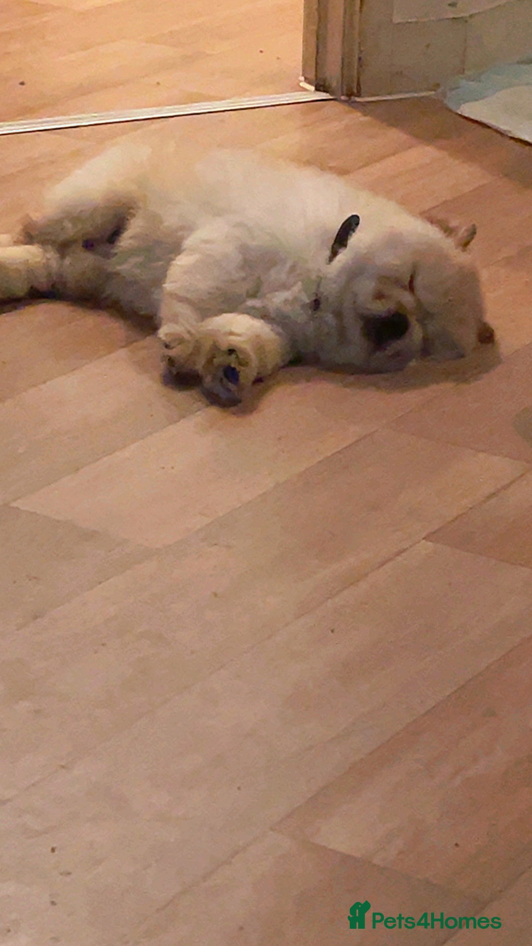 Chow Chow dogs for sale: Miss chow chow mummy  - Advert 19