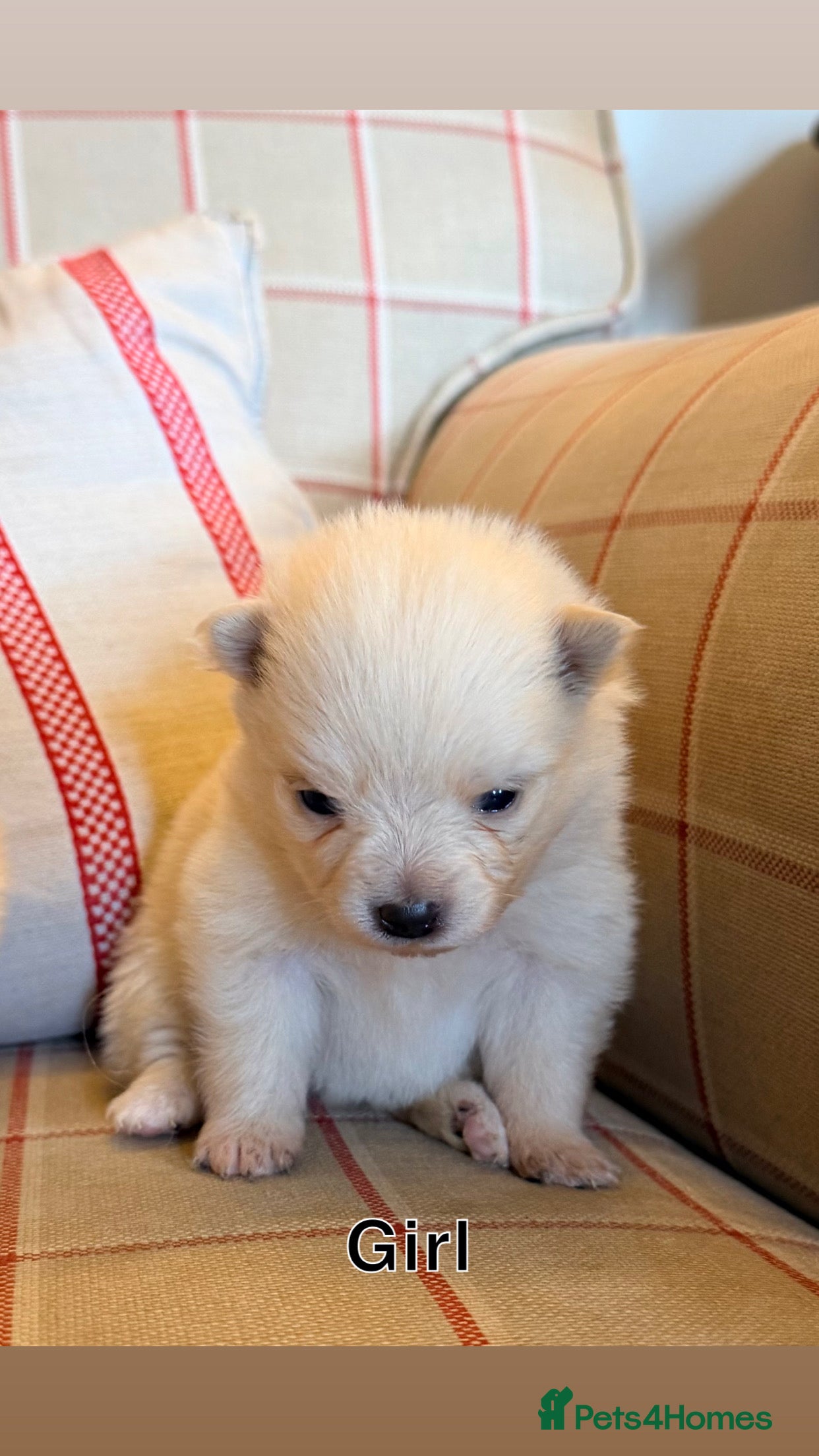 Pomeranian dogs for sale: Tiny teddy bear poms!  - Advert 2