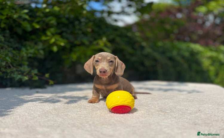 Miniature Dachshund dogs - Advert 1