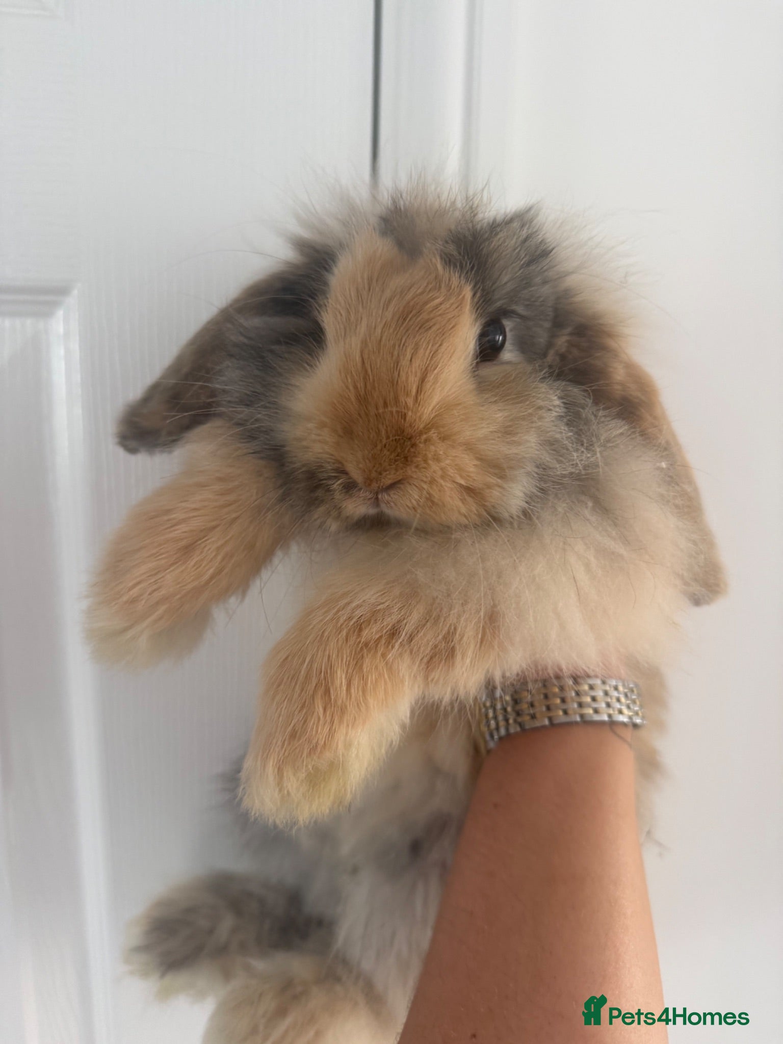 Mini Lop rabbits  1 male Cashmere Mini Lop  - Advert 3