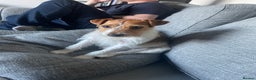 Jack Russell dogs for sale: New home urgently needed  - Advert 2
