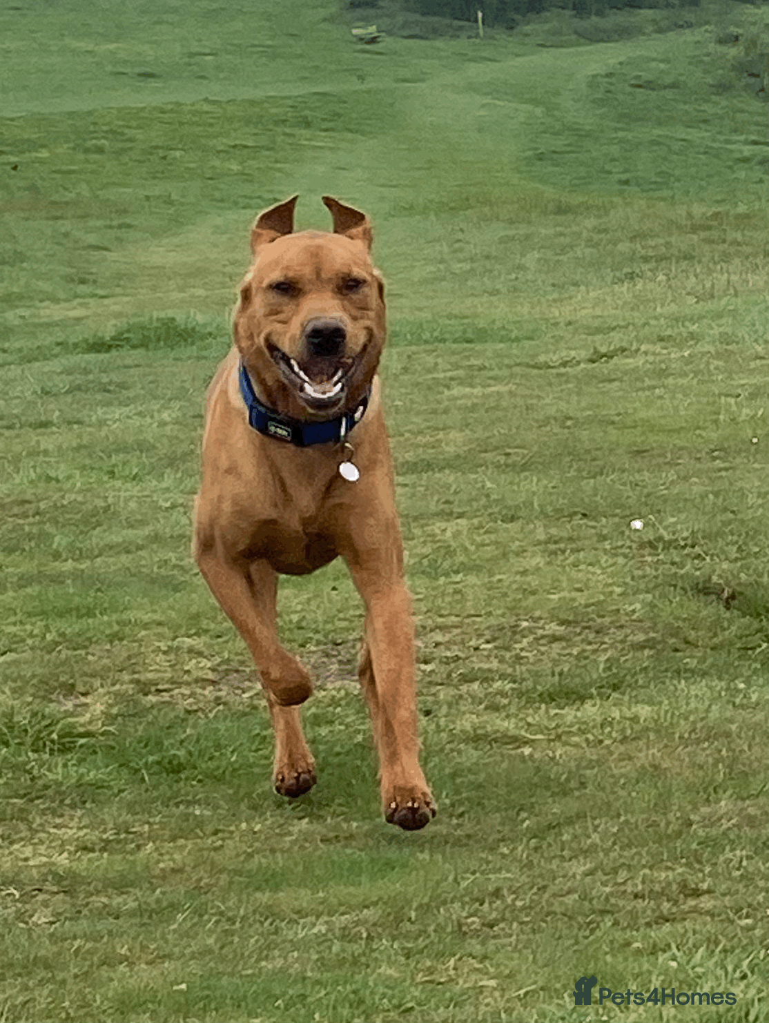 Labrador Retriever dogs Handsome Fox Red Labrador. KC registered. - Advert 2