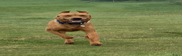 Labrador Retriever dogs for stud: Handsome Fox Red Labrador. KC registered. in Hailsham - Advert 2