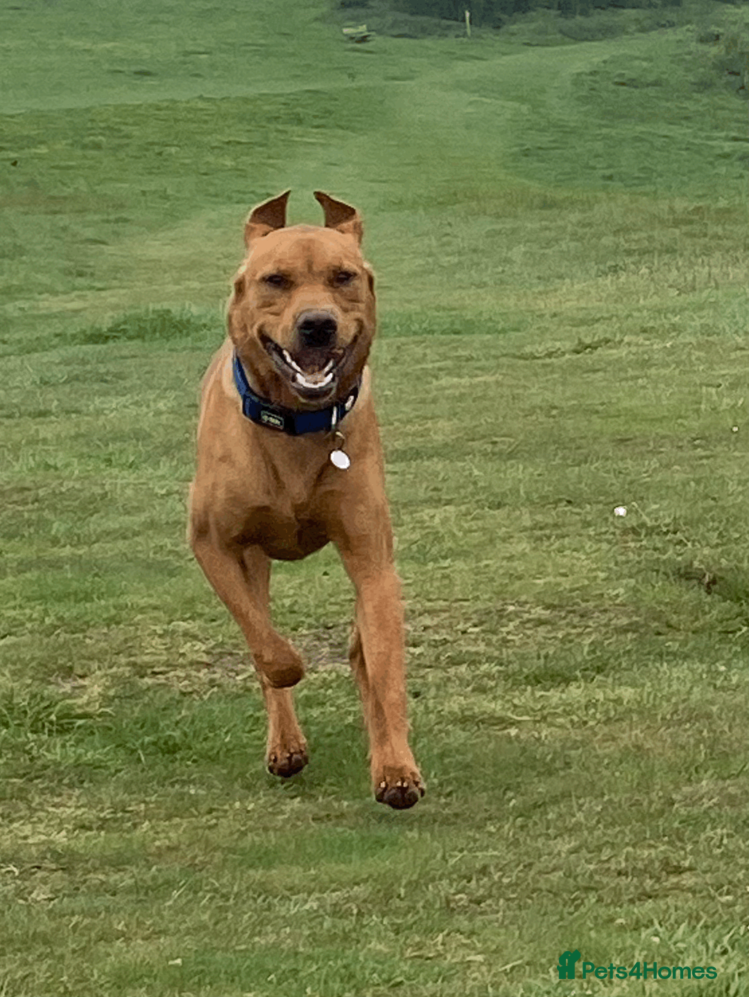 Labrador Retriever dogs for stud: Handsome Fox Red Labrador. KC registered. in Hailsham - Advert 2