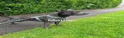 Staffordshire Bull Terrier dogs for sale: Blue Staffordshire Bull terrier puppies(3 females) in Woodhall Spa - Advert 2