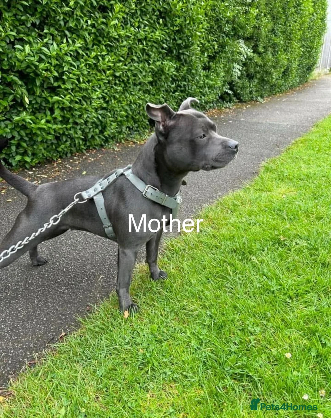Staffordshire Bull Terrier dogs for sale: Blue Staffordshire Bull terrier puppies(3 females) in Woodhall Spa - Advert 2