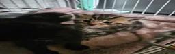 British Shorthair cats for sale: Beautiful kittens  - Advert 11