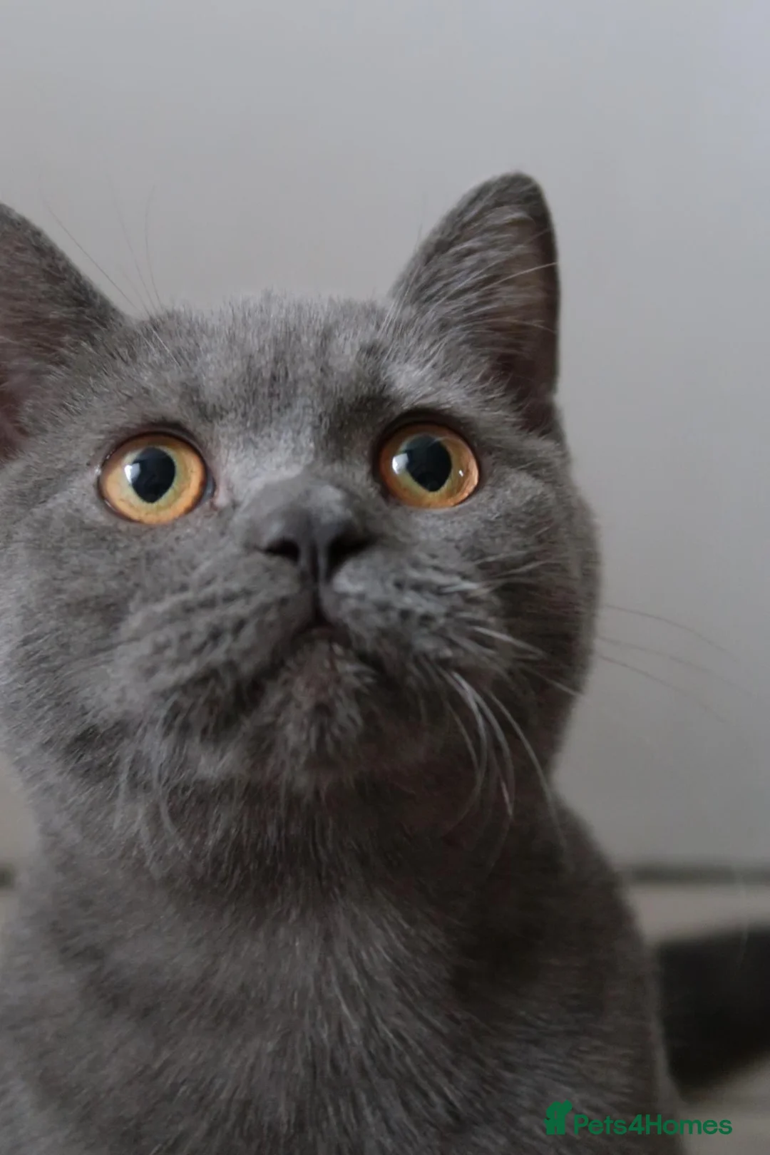 British Shorthair cats for sale: 🎀 5 Month old female 🎀 in Cullompton - Advert 12