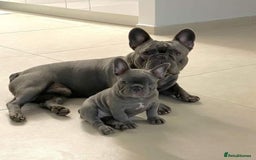 French Bulldog dogs for sale: Frenchie Pup - Image 5