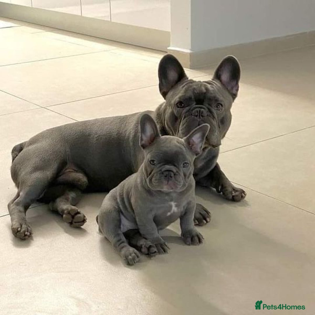 French Bulldog dogs for sale: Frenchie Pup - Image 5