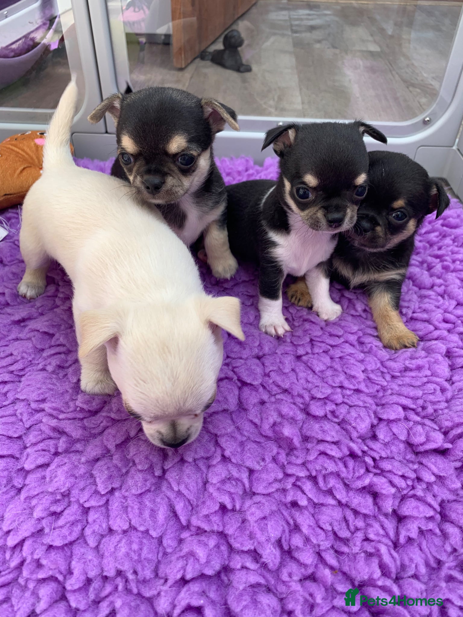 Chihuahua dogs 5* LICENSED GORGEOUS💕 KC CHIHUAHUA LITTER - Advert 6
