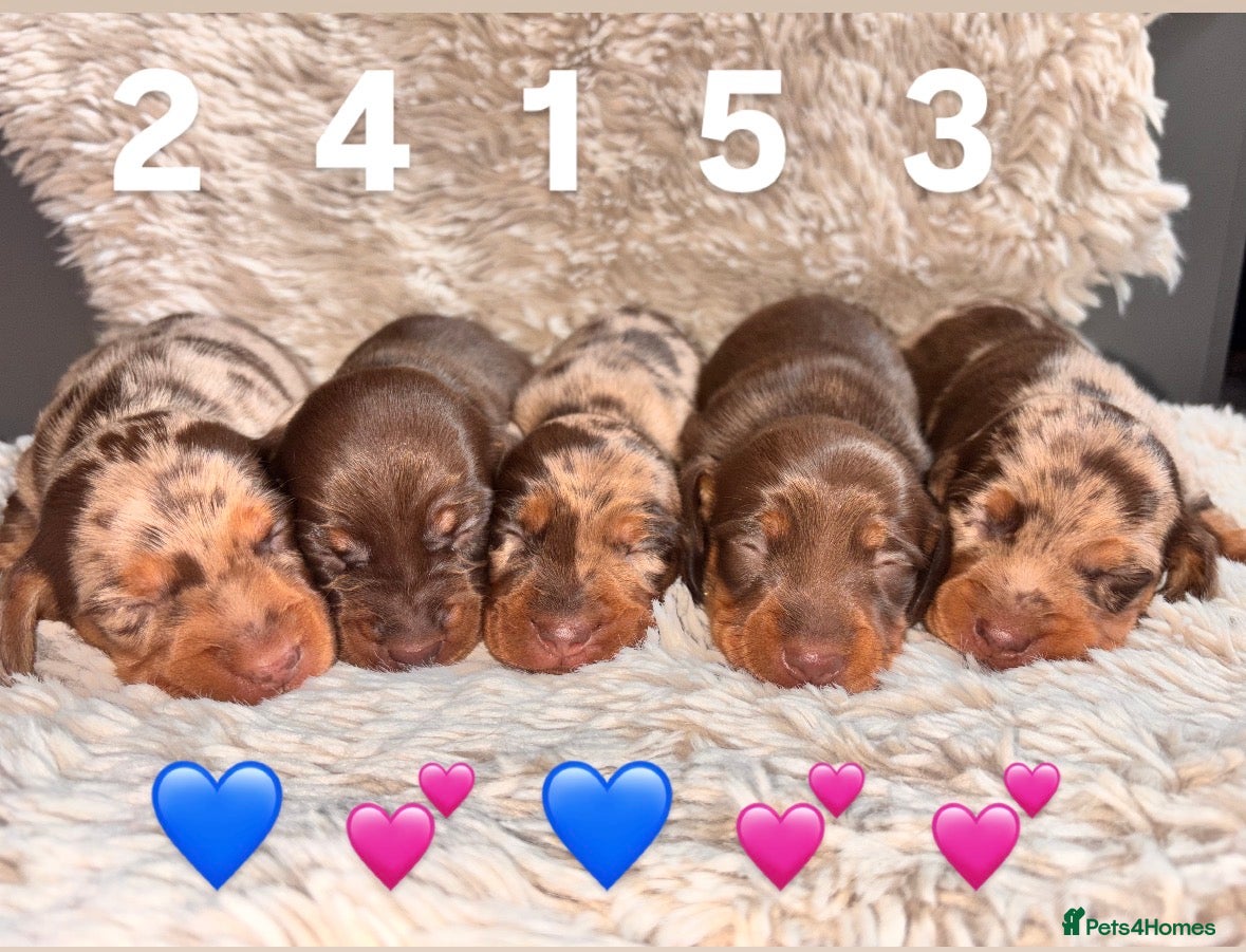 Miniature Dachshund dogs The sausage squad has arrived!  - Advert 5