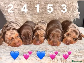 Miniature Dachshund dogs The sausage squad has arrived! - Advert 8