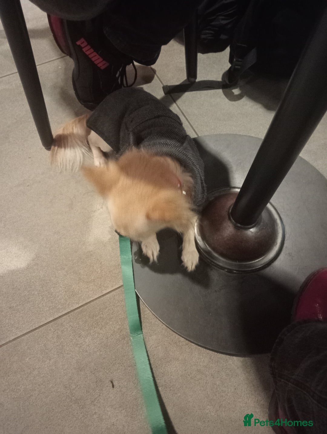 Chihuahua dogs for stud: Stud blonde chihuahua  - Advert 4