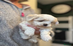 Mixed Breed dogs for sale: Maltese pups  in Stockton-on-Tees - Image 27
