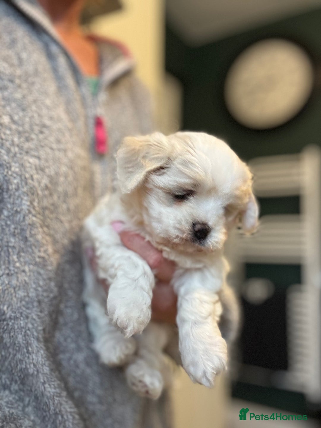 Mixed Breed dogs for sale: Maltese pups  in Stockton-on-Tees - Image 27