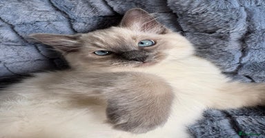 Ragdoll cats - Advert 10