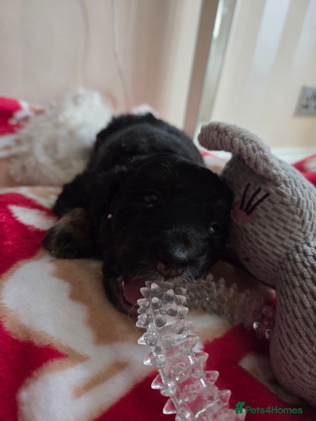 Bordoodle dogs for sale: Bordoodle pups - Advert 7