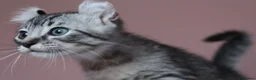 American Curl cats for sale: Pure American curl kittens  - Advert 4
