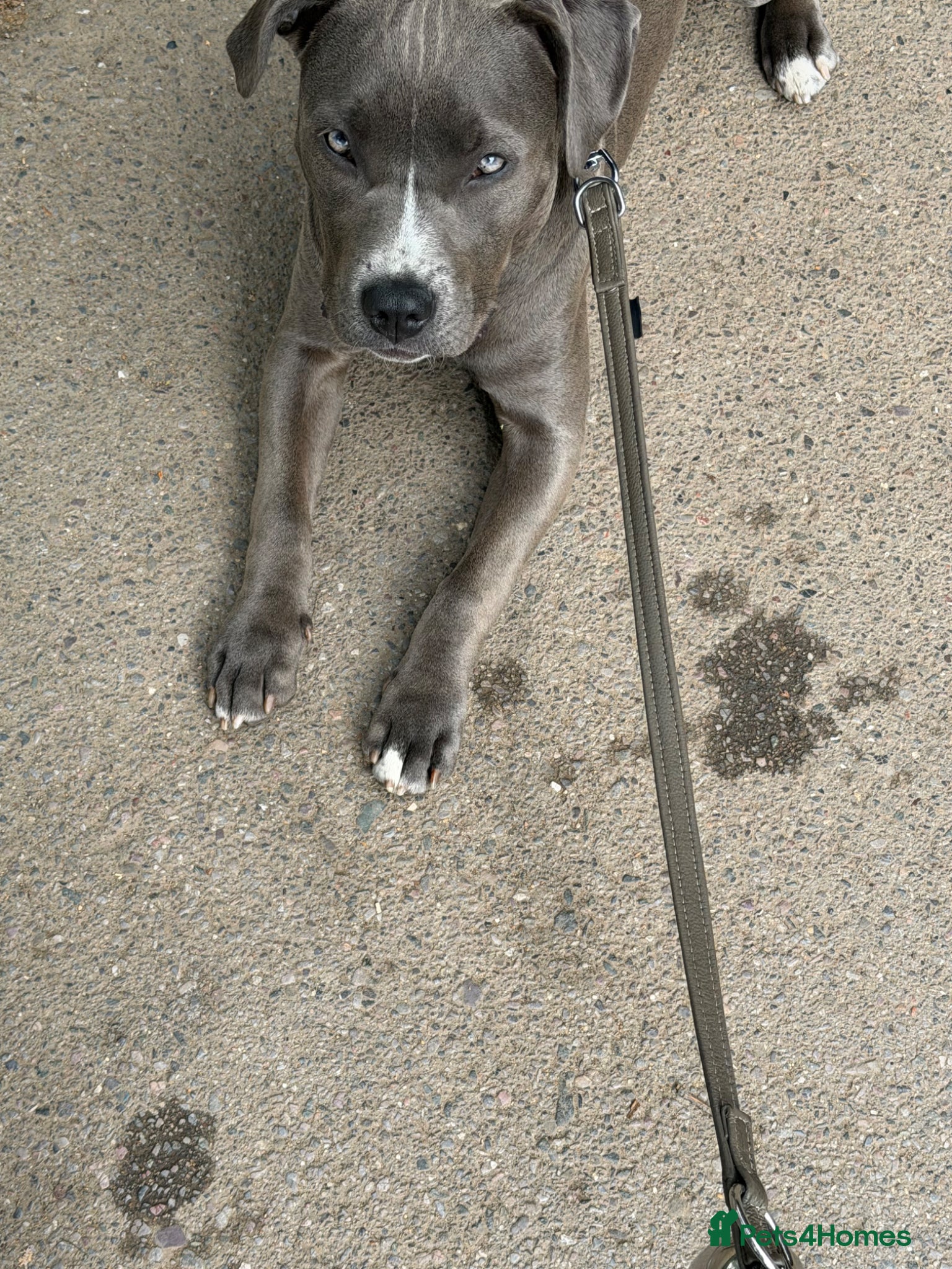 American Bull Staffy dogs for sale: Uma - staffy mix in London - Advert 10